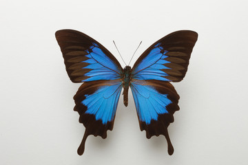 青い蝶