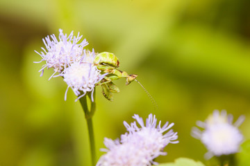 Orchid mantis stays on flower and waiting for a prey