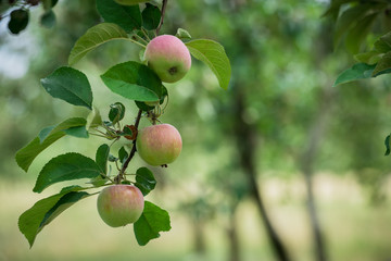 Red apples on apple tree branch