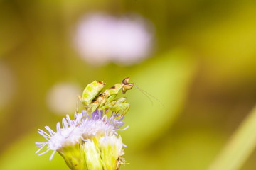 Orchid mantis stays on flower and waiting for a prey