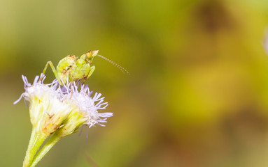 Orchid mantis stays on flower and waiting for a prey