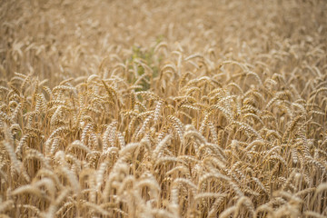 Field of wheat ready to be harvested. Selective focus