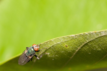Naklejka premium Fly insect close up