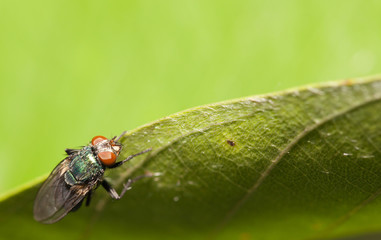 Fly insect close up