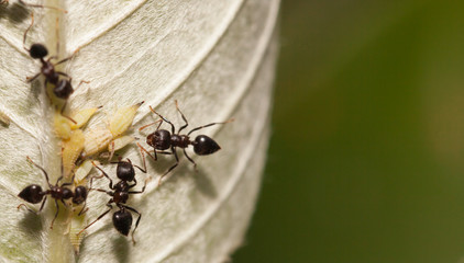 Aphid-Herding Ants