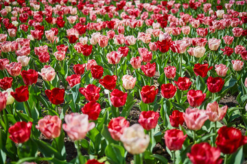 Bright tulips glade
