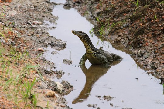 Monitor Lizard in Borneo, Malaysia