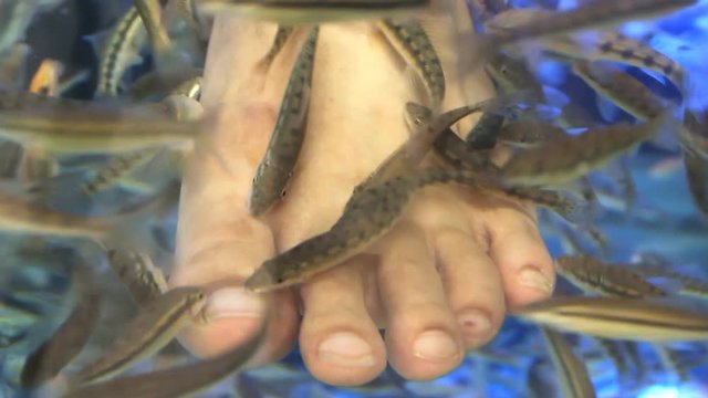 Close-up shot foot in aquarium with fish. Spa pedicure and treatment