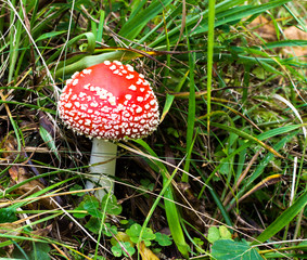 Mushrooms in the grass, amanita mushroom with a hat trimmed