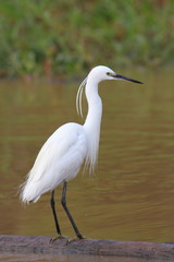 Little Egret (Egretta garzetta) in Borneo, Malaysia