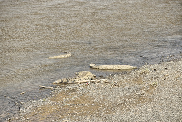 American Crocodiles, Costa Rica