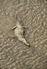 Fototapeta premium American Crocodile, Costa Rica