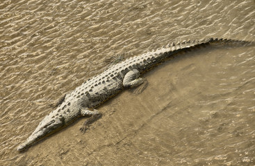 American Crocodile, Costa Rica