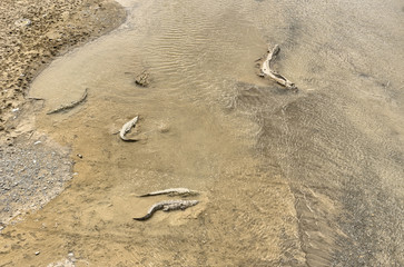 Fototapeta na wymiar American Crocodiles, Costa Rica