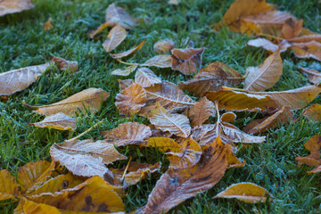 Rauhreif auf Blättern im Herbst