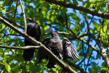 Junge Krähe bei der Fütterung