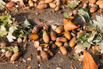 Eicheln im Herbstlaub