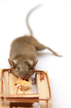 Muis in de val, op witte achtergrond