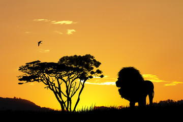 lion silhouette at sunset