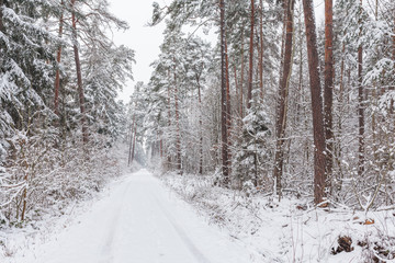 Path through the winter forest