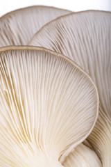 Oyster mushroom gills macro 