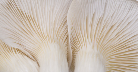 Oyster mushroom gills macro 