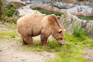 Ours brun - Ursus arctos - en gros plan 