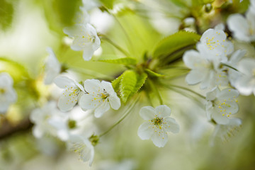 Chery Blossoms in SPring