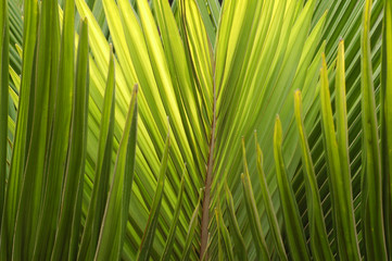 Pattern of green palm branches with long pointy semi-translucent leaves.