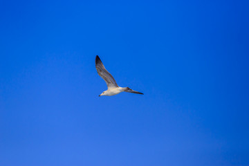 Single seagull bird flying under blue sky without cloud and anything