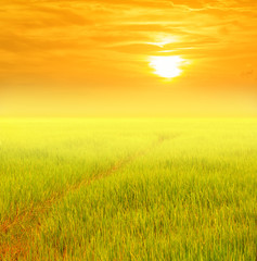 Fototapeta na wymiar rice field with sunset background