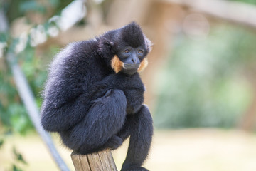 Gibbon à favoris roux, nomascus  gabriellae