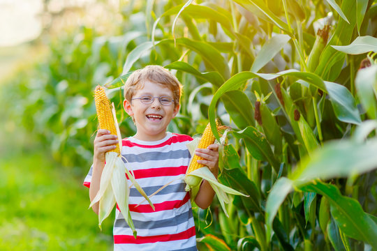 Kid boy with sweet corn on field outdoors