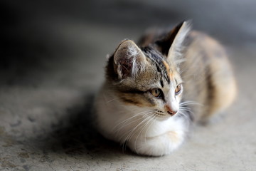 Fototapeta na wymiar Portrait of Tame Kitten Cat