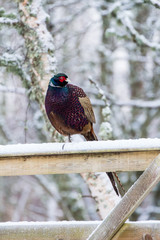 Pheasant in winter