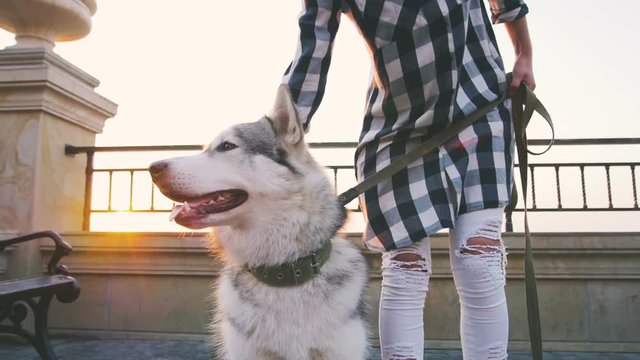 Cute siberian husky dog on sea front at sunrise or sunset, slow motion