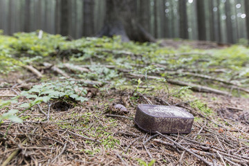 Russula mushroom and rusty tin of fish in the woods.