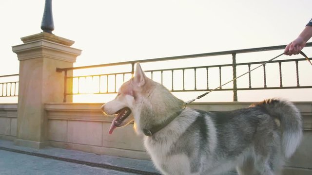 Cute siberian husky dog on sea front at sunrise or sunset, slow motion