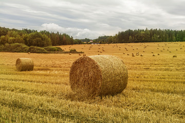 Fototapeta premium Autumn landscape. Harvest field with straw bales.
