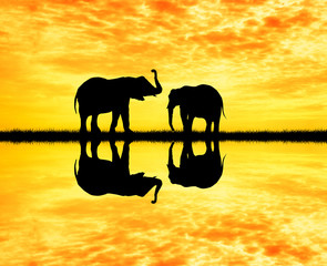Fototapeta na wymiar elephants silhouette at sunset