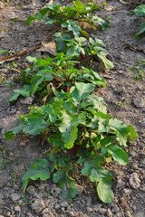 Garden radish and greem leaves
