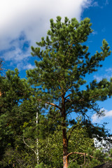 Fototapeta premium Green branches of a pine with young cones against the blue sky
