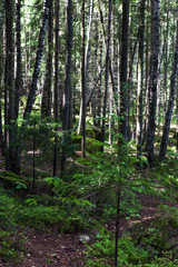 Obraz premium Landscaped English park Mon Repos in Vyborg, Russia