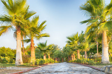 Obraz premium palm alley