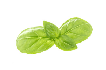 Basil leaves isolated on white background