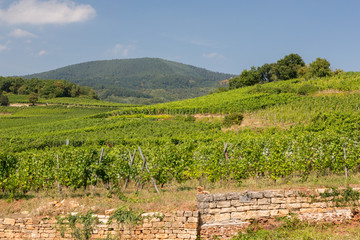 Vignoble alsacien