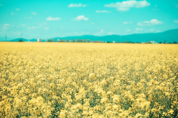 Obraz premium field with yellow flowers and blue sky