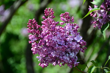 Fototapeta premium Blooming purple lilac flowers