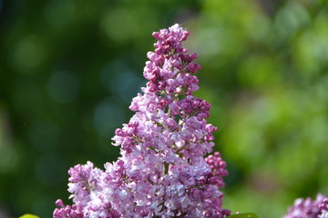 Blooming purple lilac flowers in spring