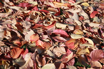 Colorful autumn leafs of persimmon tree, Italy
